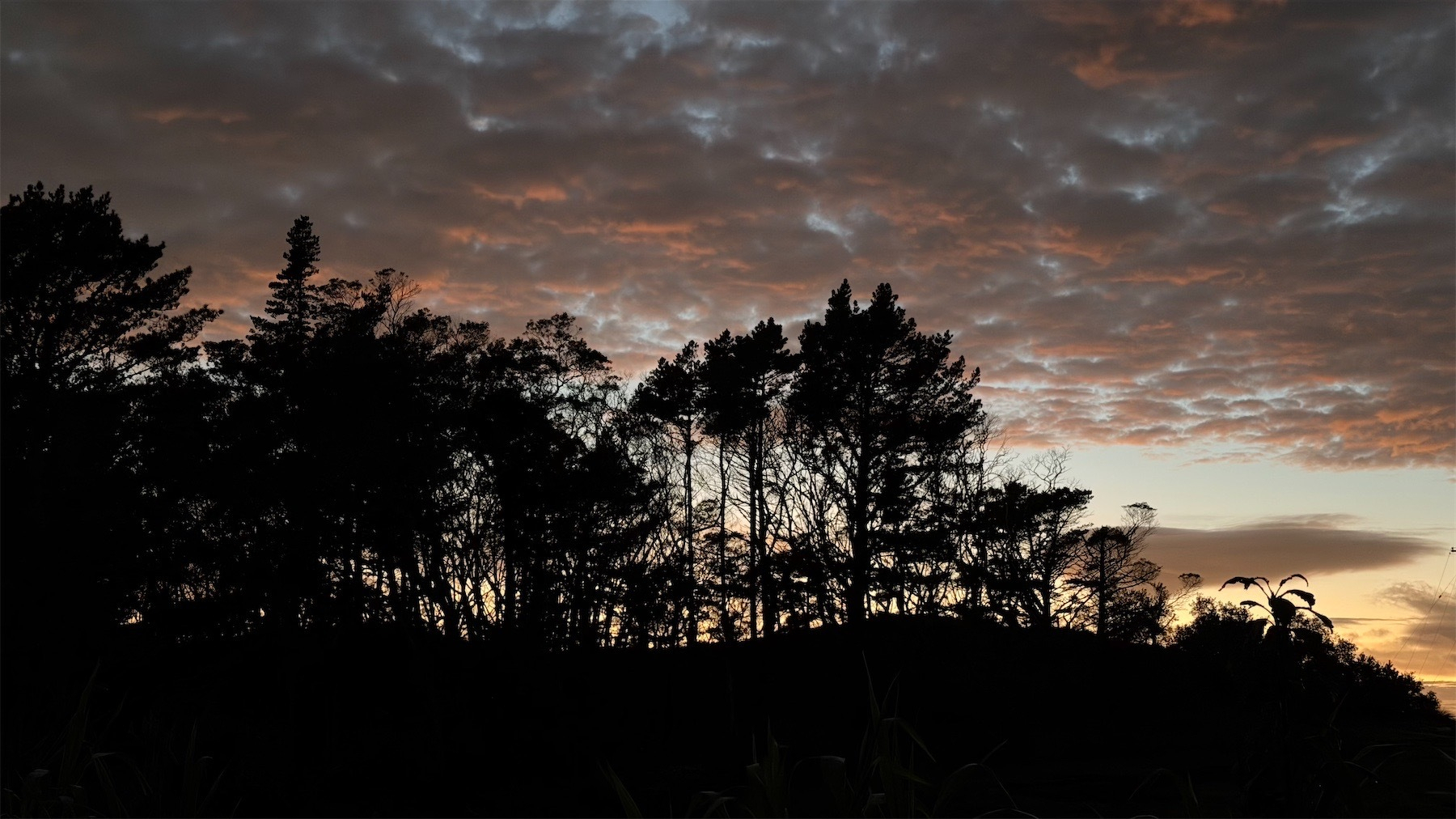 Trees on a small hill with pink tinged dark clouds behind.