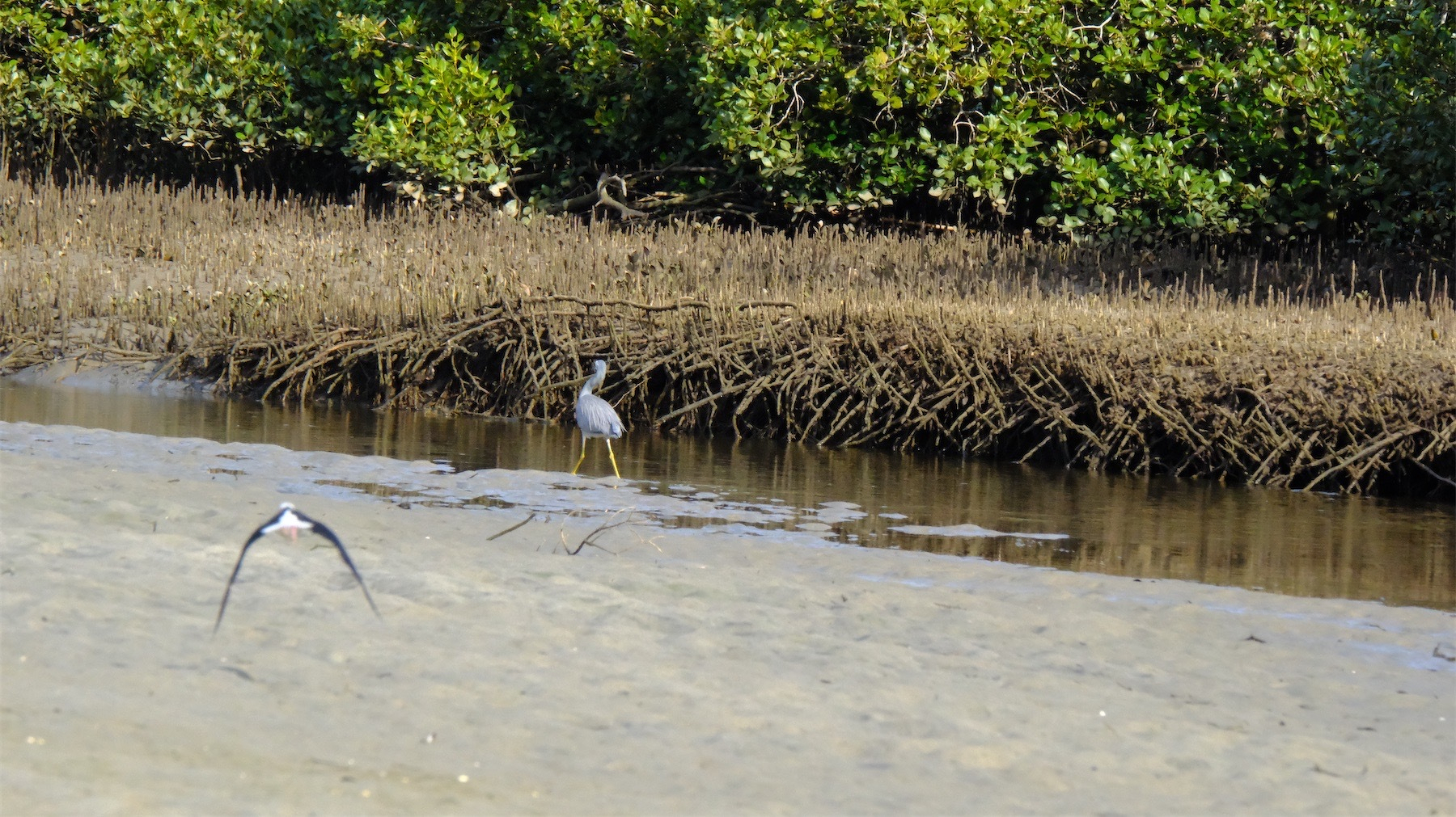 Pied stilt in flight and heron striding with an odd-looking posture across mud in the background.