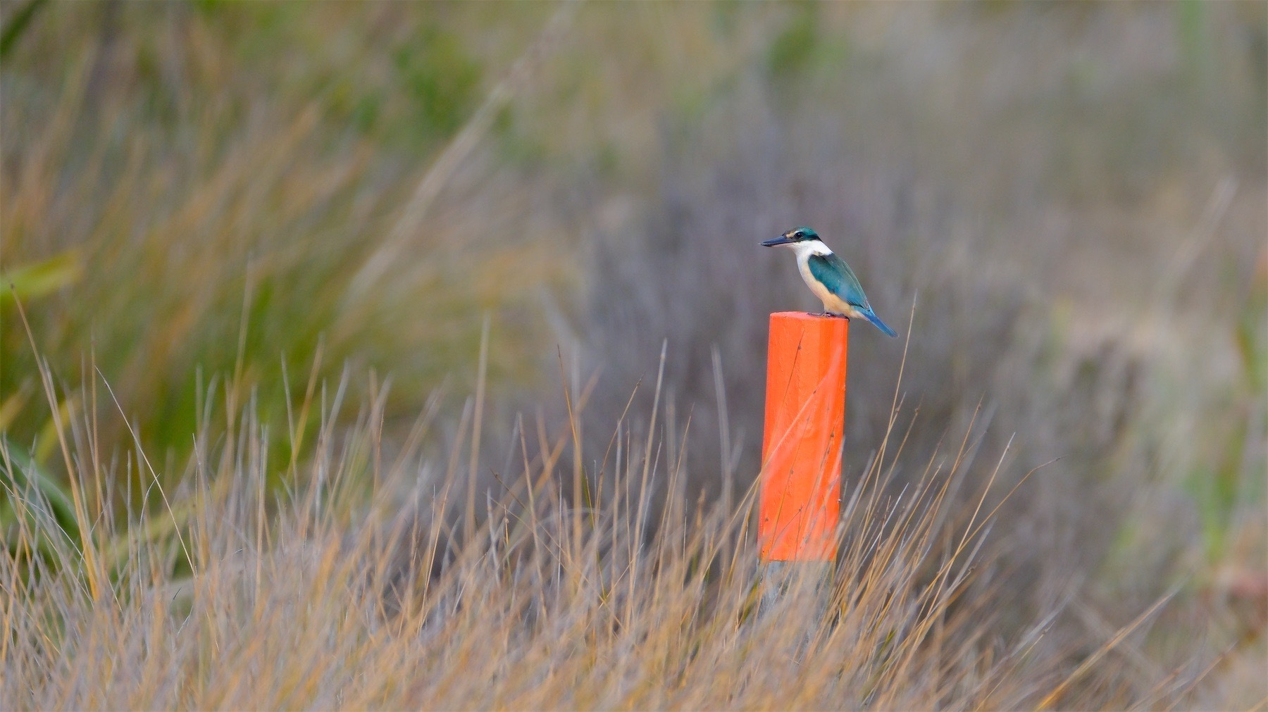 Kingfisher on an orange topped post. 