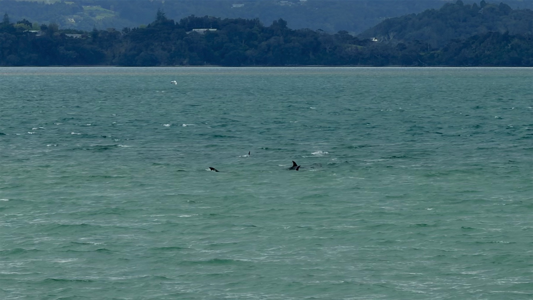 Several dolphins are swimming in a body of water with a forested shoreline in the background.