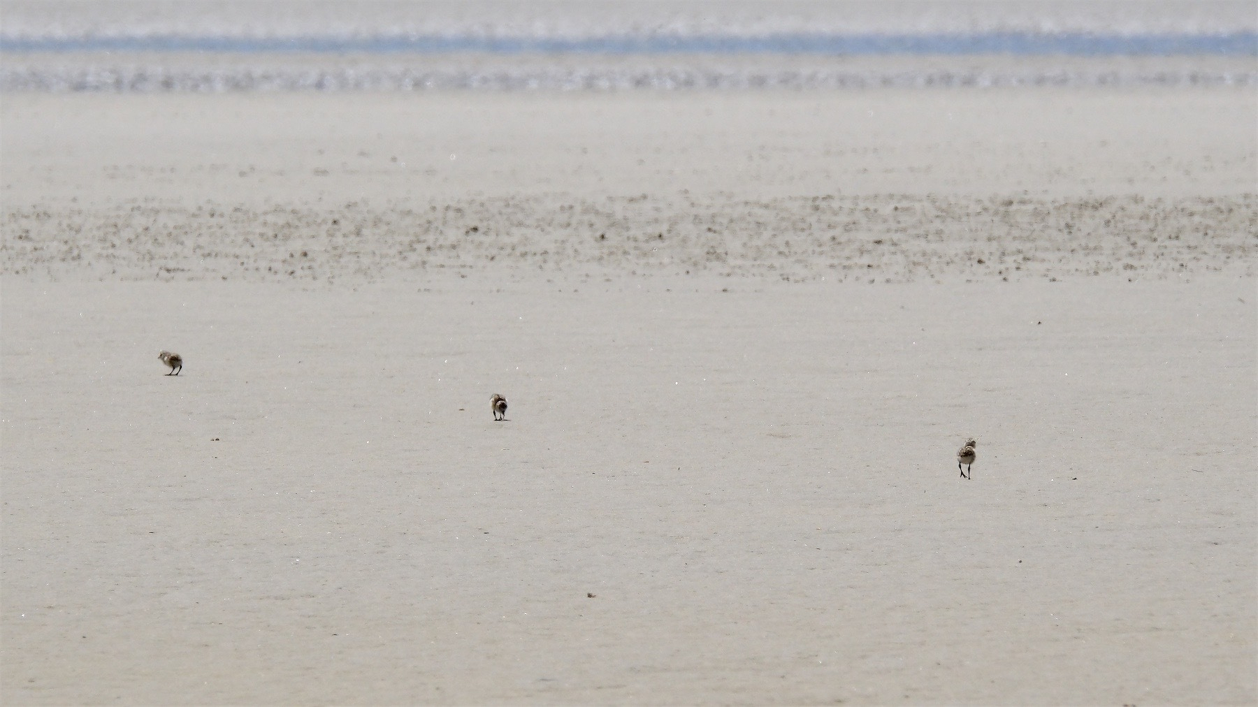 3 Dotterel babies.
