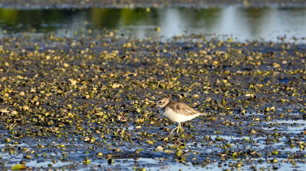 NZ dotterel. 