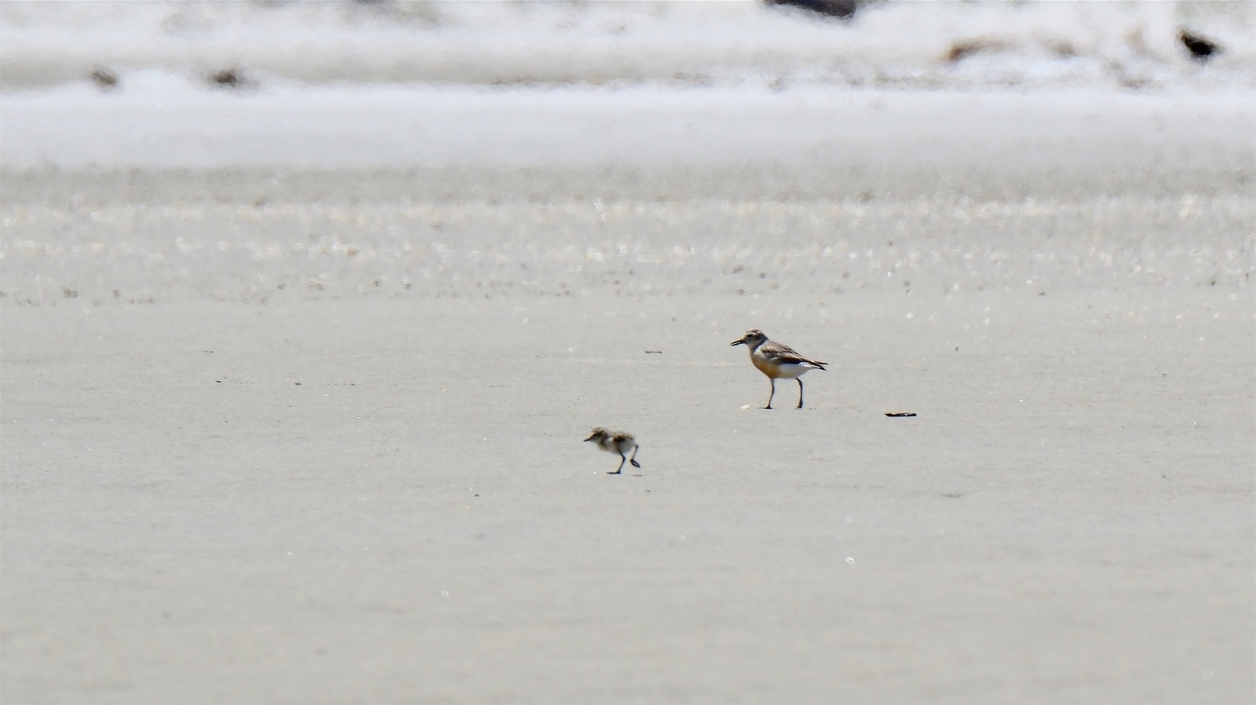 Dotterel mum and chick.