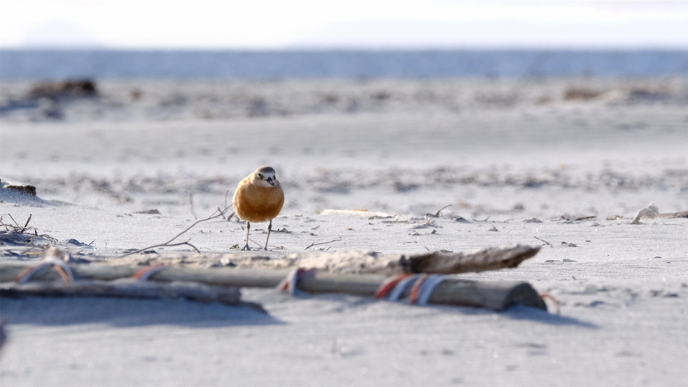 A small, orange-breasted dotterel is standing on a sandy beach near a piece of driftwood.