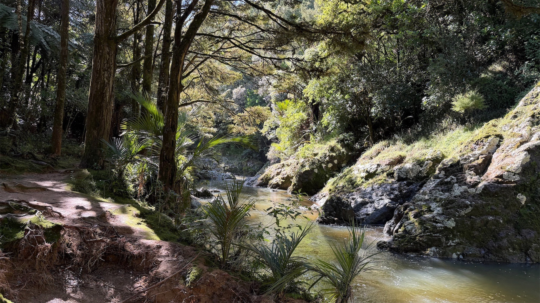 A small river amongst bush in dappled sunlight. 