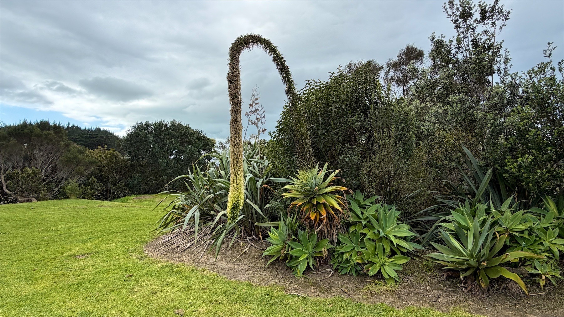 Plant with a very long stalk that droops to form a sort of semicircle. 