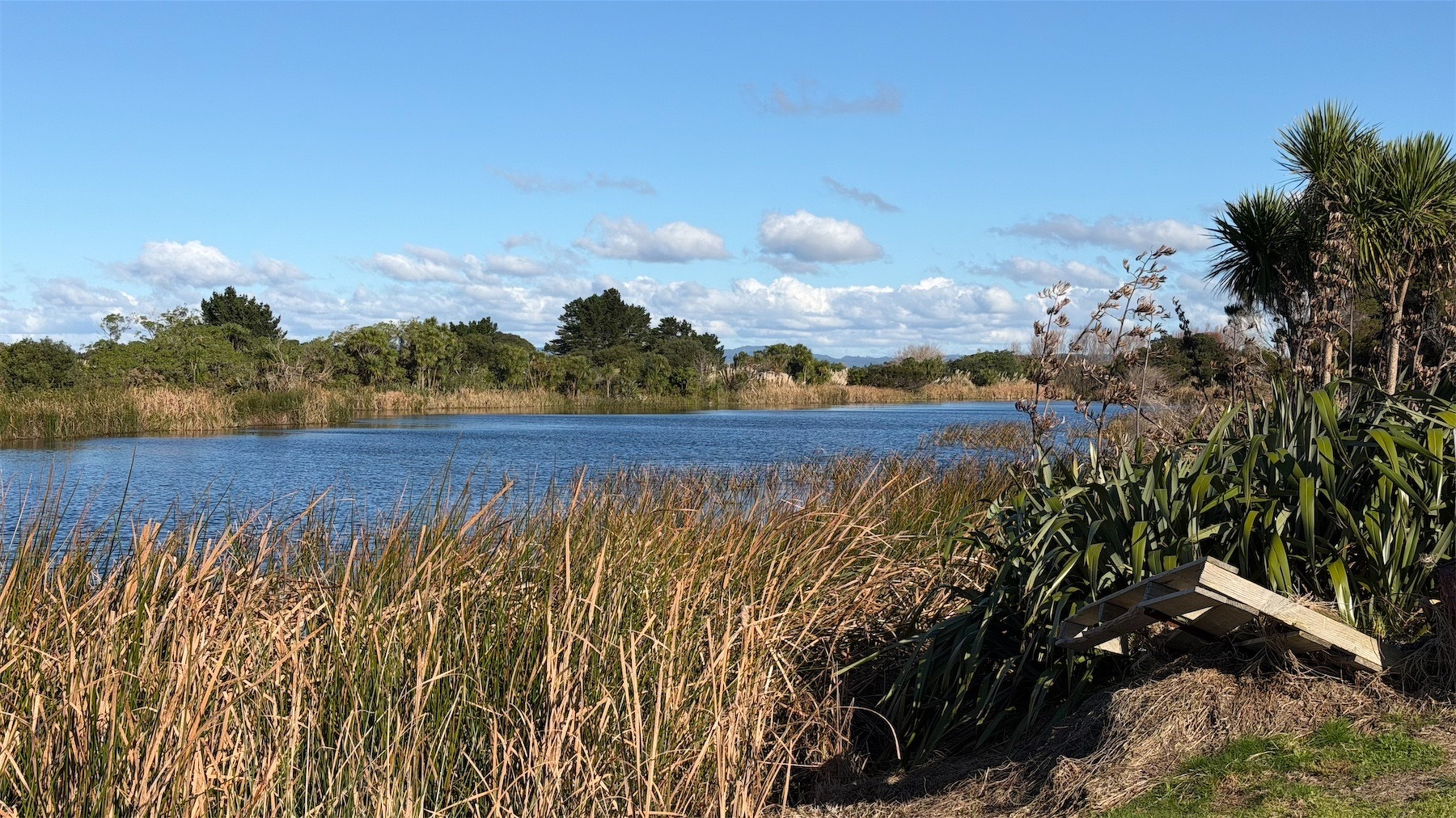 A small blue lake surrounded by reeds, bushes and trees.