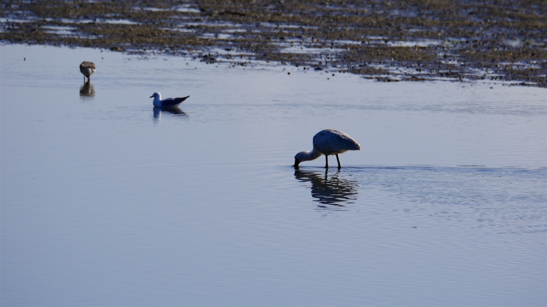 Spoonbill sweeping the river for food. 