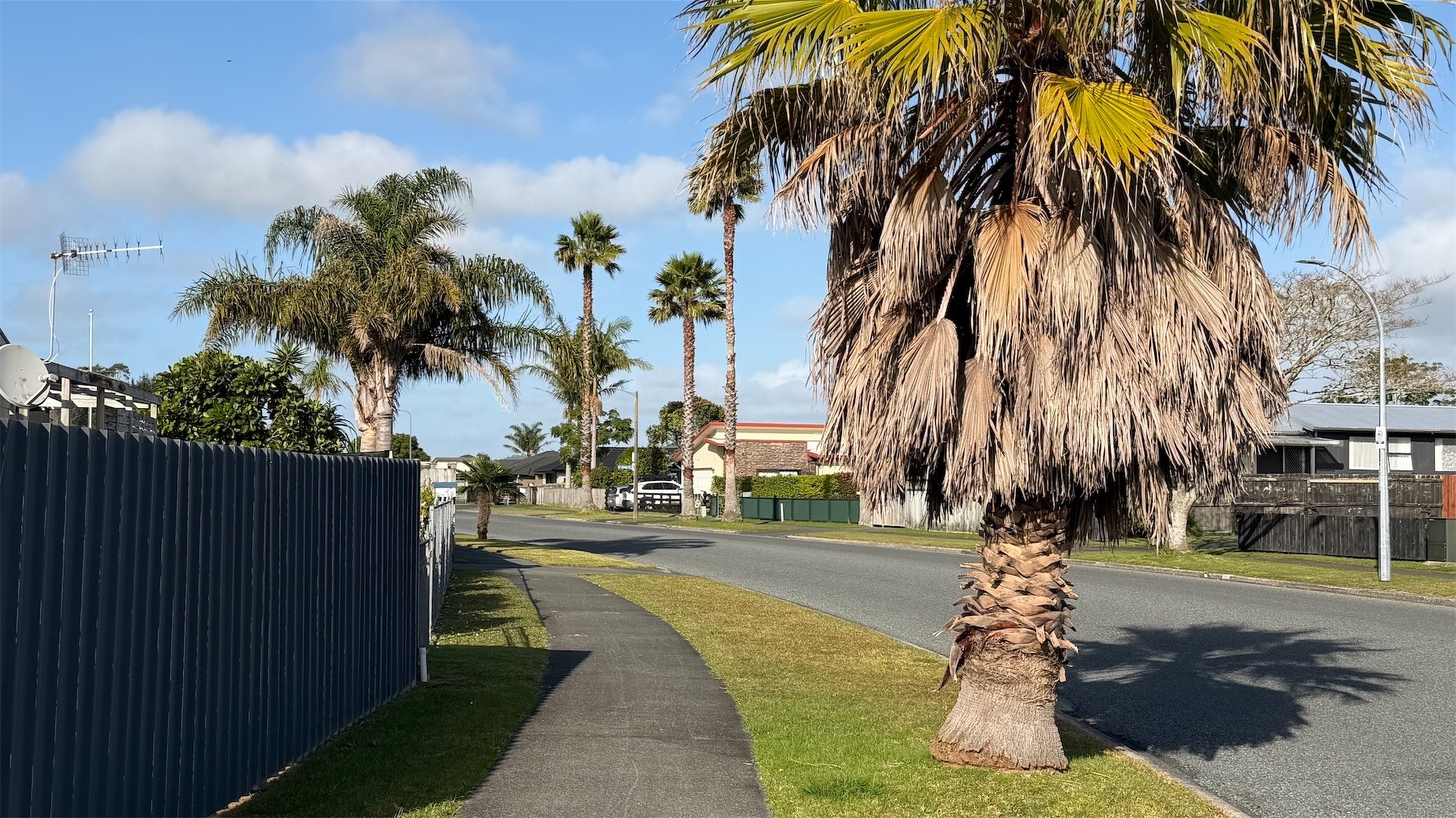 Tall palms line a residential road. 