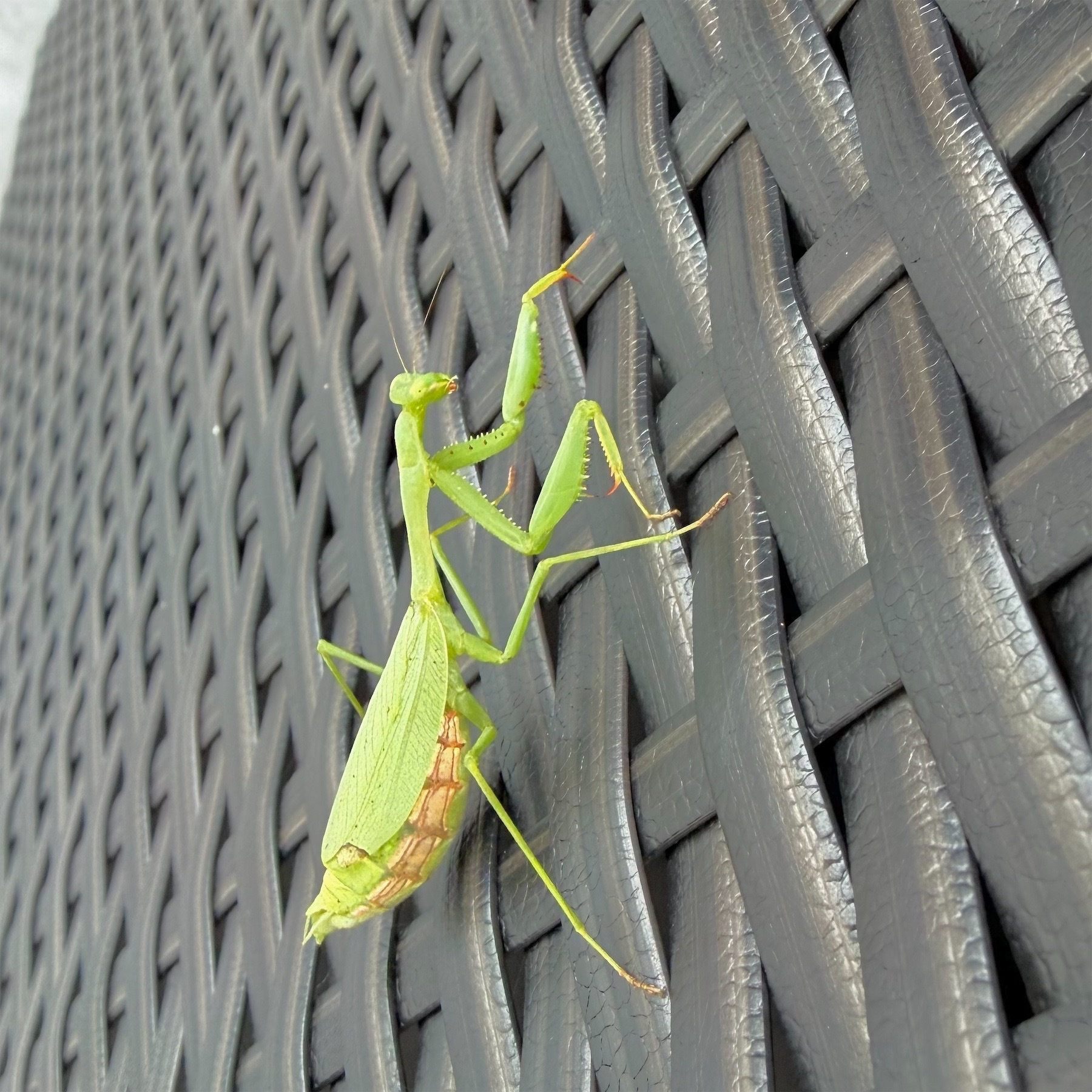 Praying mantis with a very big and yellow belly. 