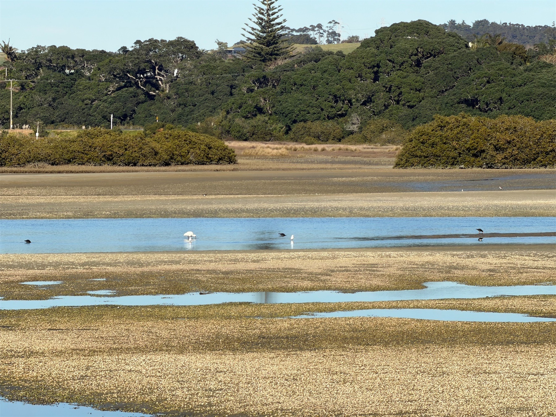 A stream of water in the estuary with various birds, including a spoonbill.