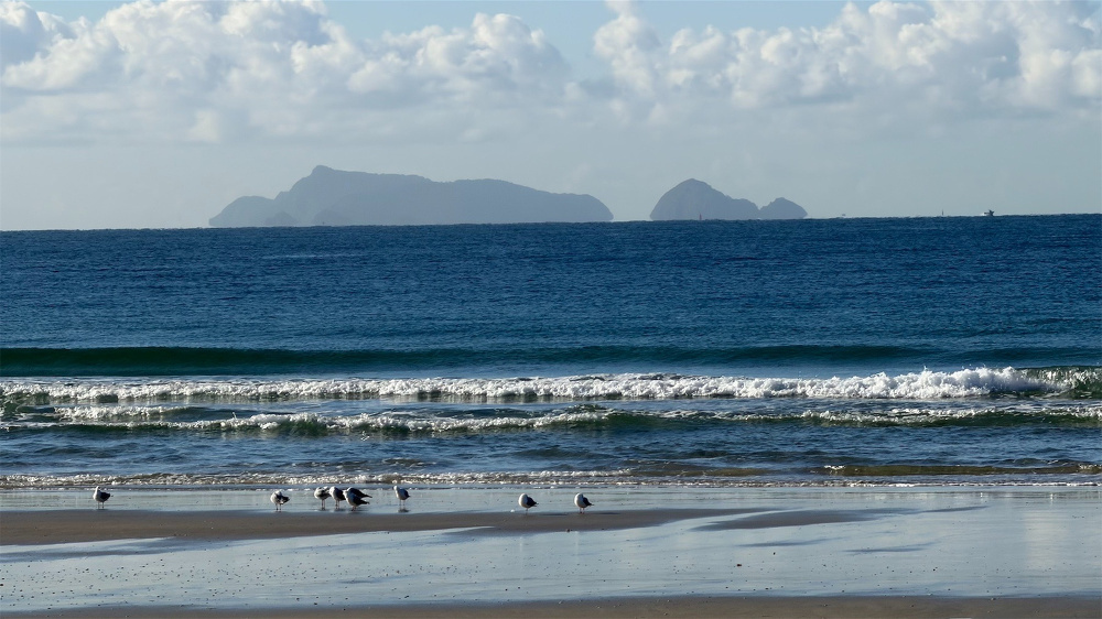A dozen gulls at the edge of a dark blue sea, with blue sky and islands behind. 