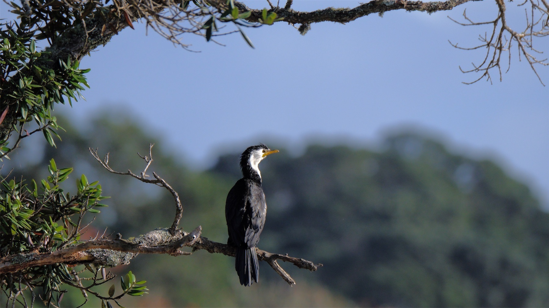 Black shag with white face on a branch.