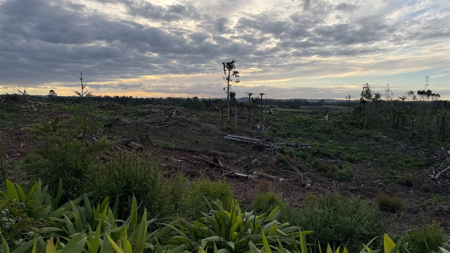 A large expanse with logs lying around and a few trees still standing.