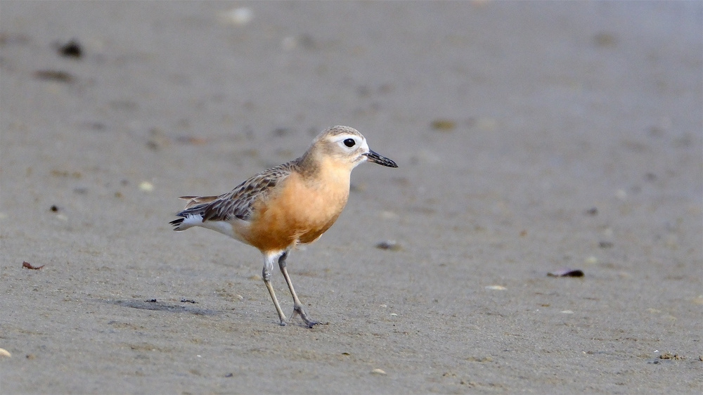 Orange breasted dotterel looks at the camera. 