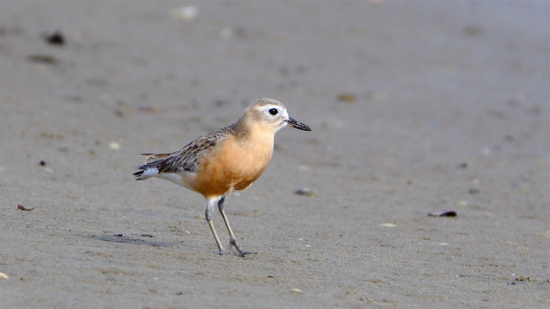 Orange breasted dotterel looks at the camera. 
