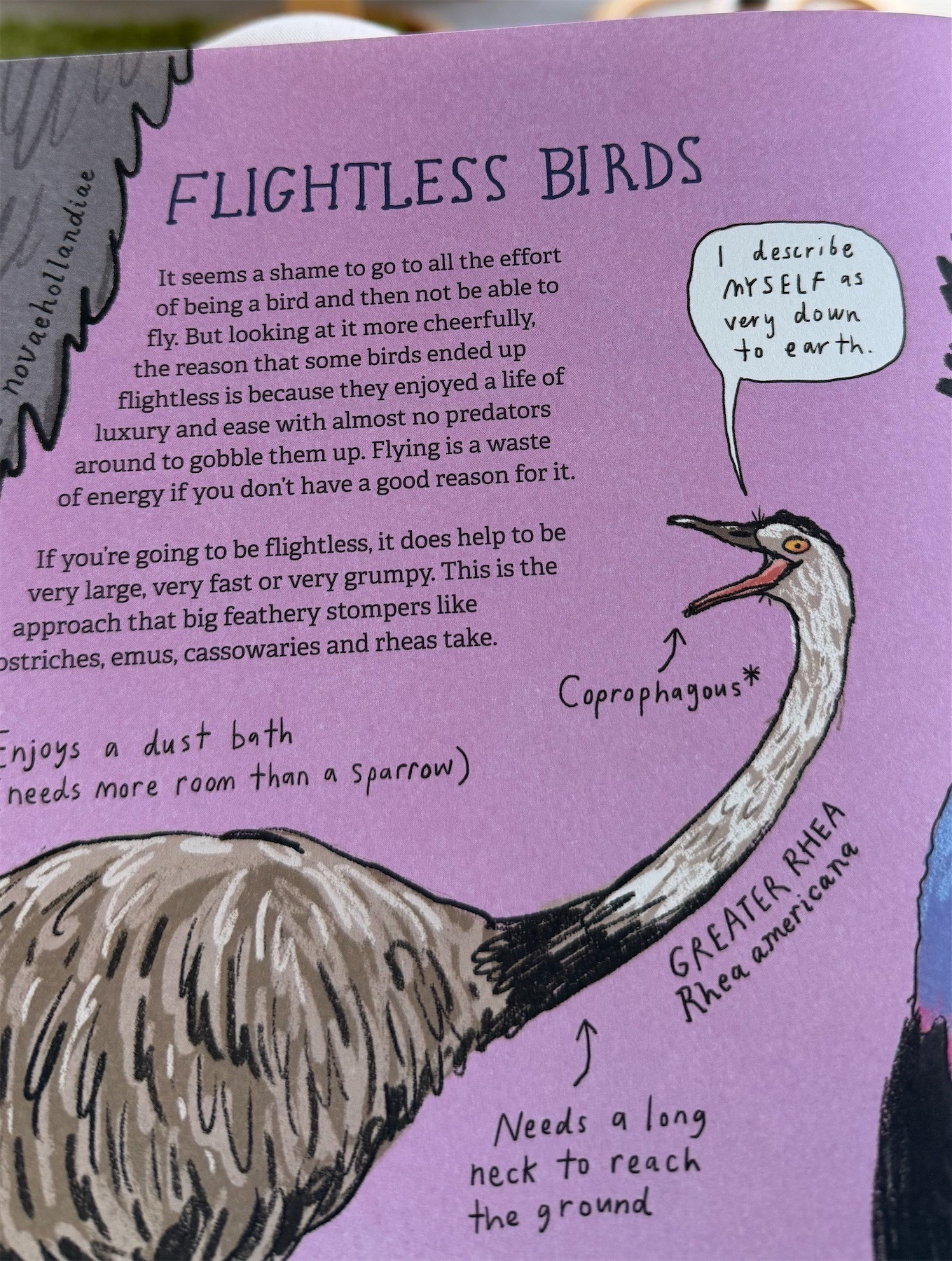 Screenshot of a portion of text on a very colourful page with a drawing of a Rhea. The first few words of the text read: It seems a shame to go to all the effort of being a bird and then not be able to fly. 