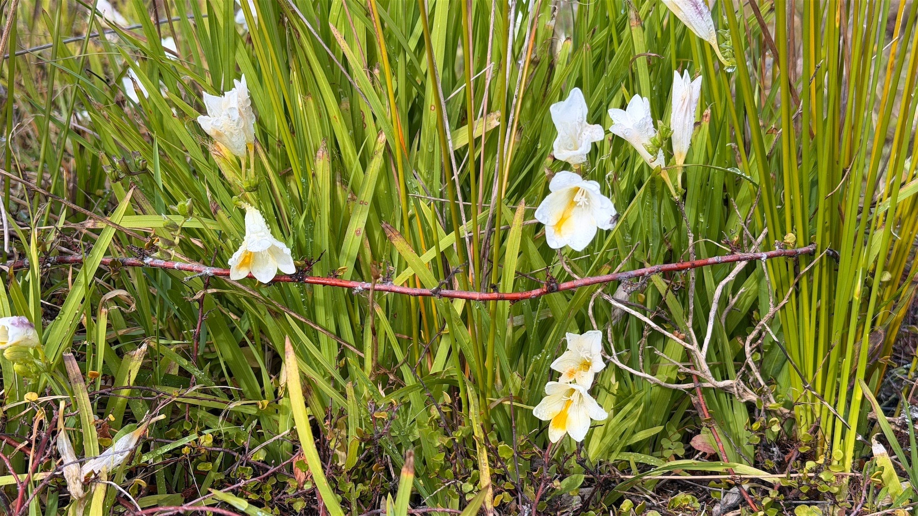 White flowers amongst green beach grasses.