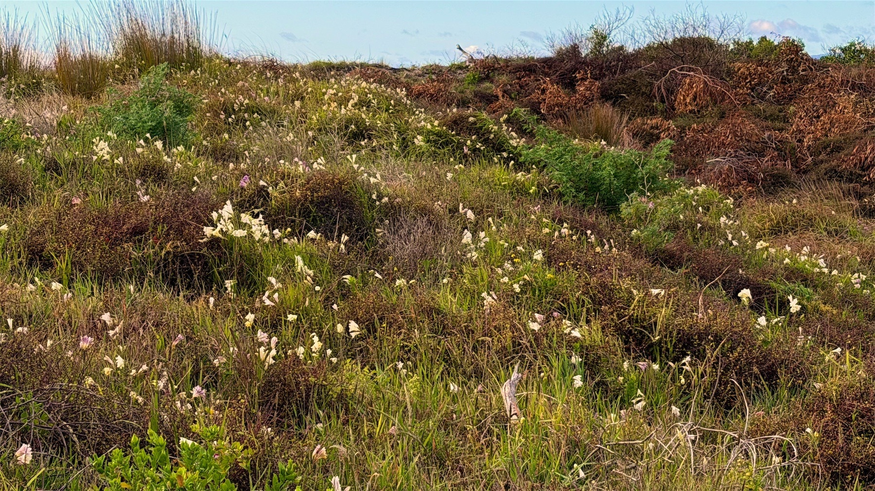 White flowers amongst green beach grasses in a wide view.