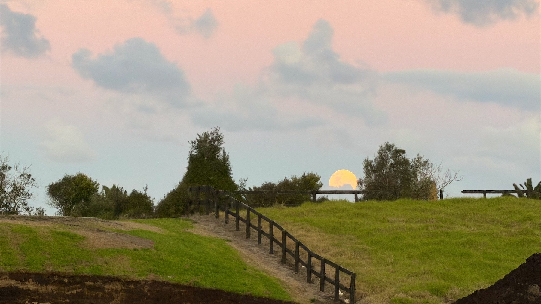 Full moon rising between trees atop a small grassy hill.