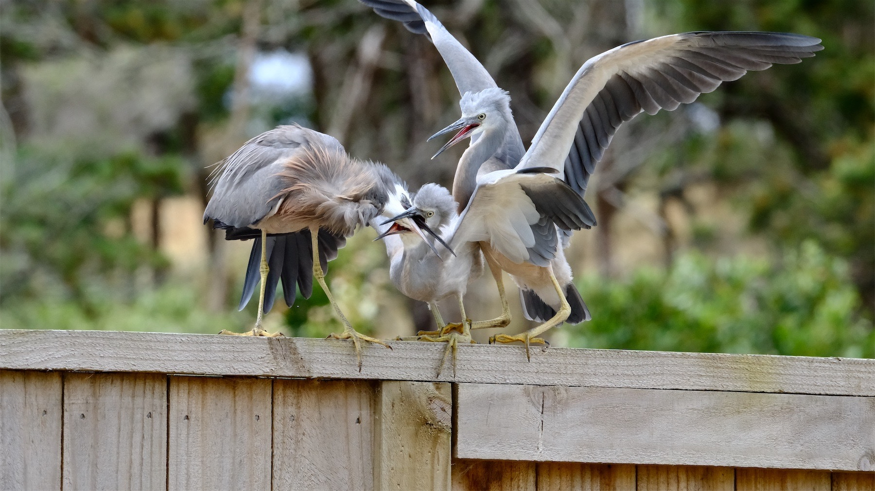 Three herons close together on a fence. One has its wings raised, another is crouched low, the third is standing but bent so its beak is between the upper and lower parts of the middle ones beak.