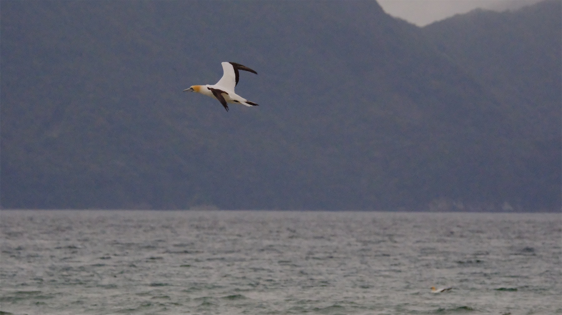 Gannet above the sea with dark hills behind. 