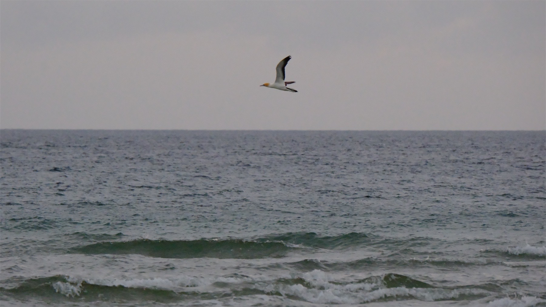 Closer view of gannet in flight. 
