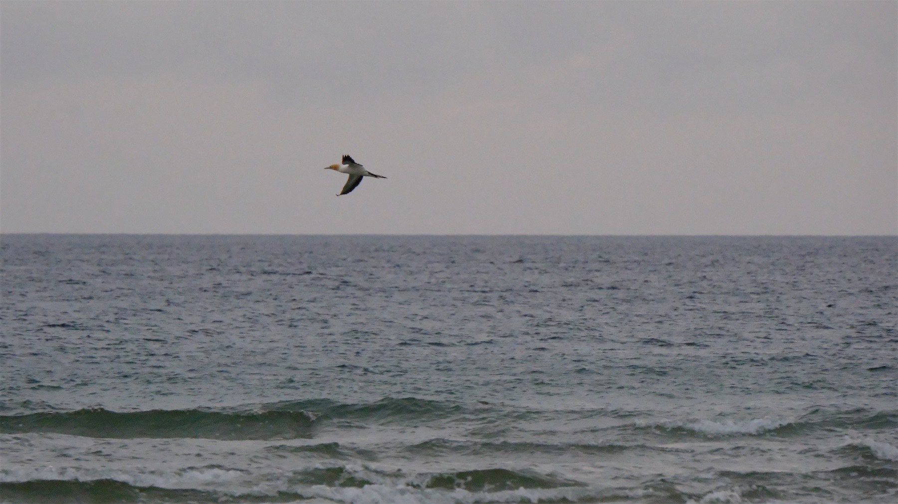 Gannet in flight above the sea.