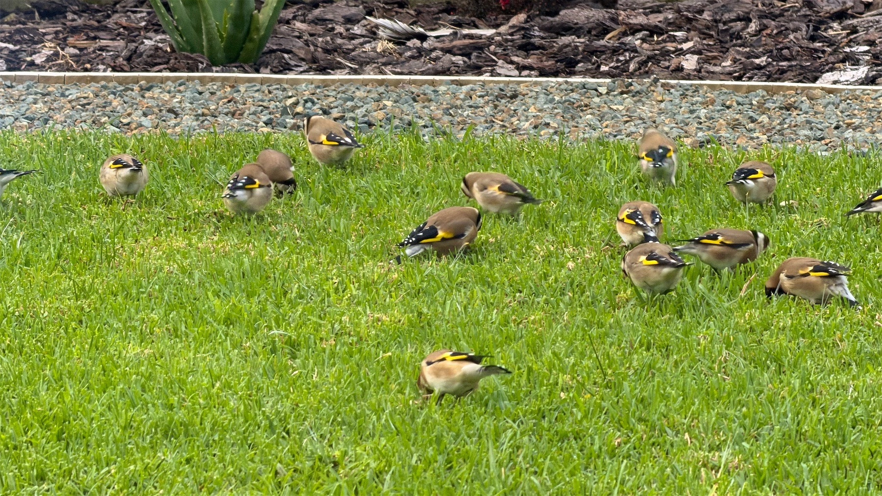 A dozen or more goldfinches peck around on a bit of lawn. 