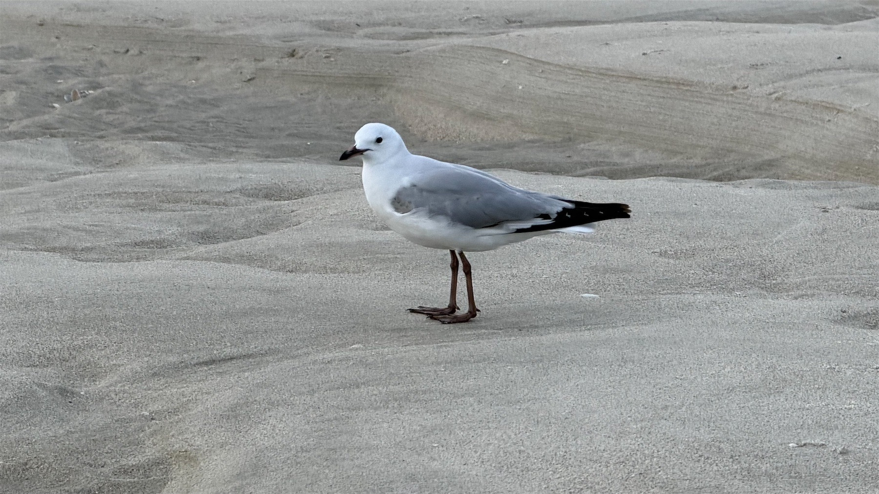 Side view of a gull who is looking straight at me.