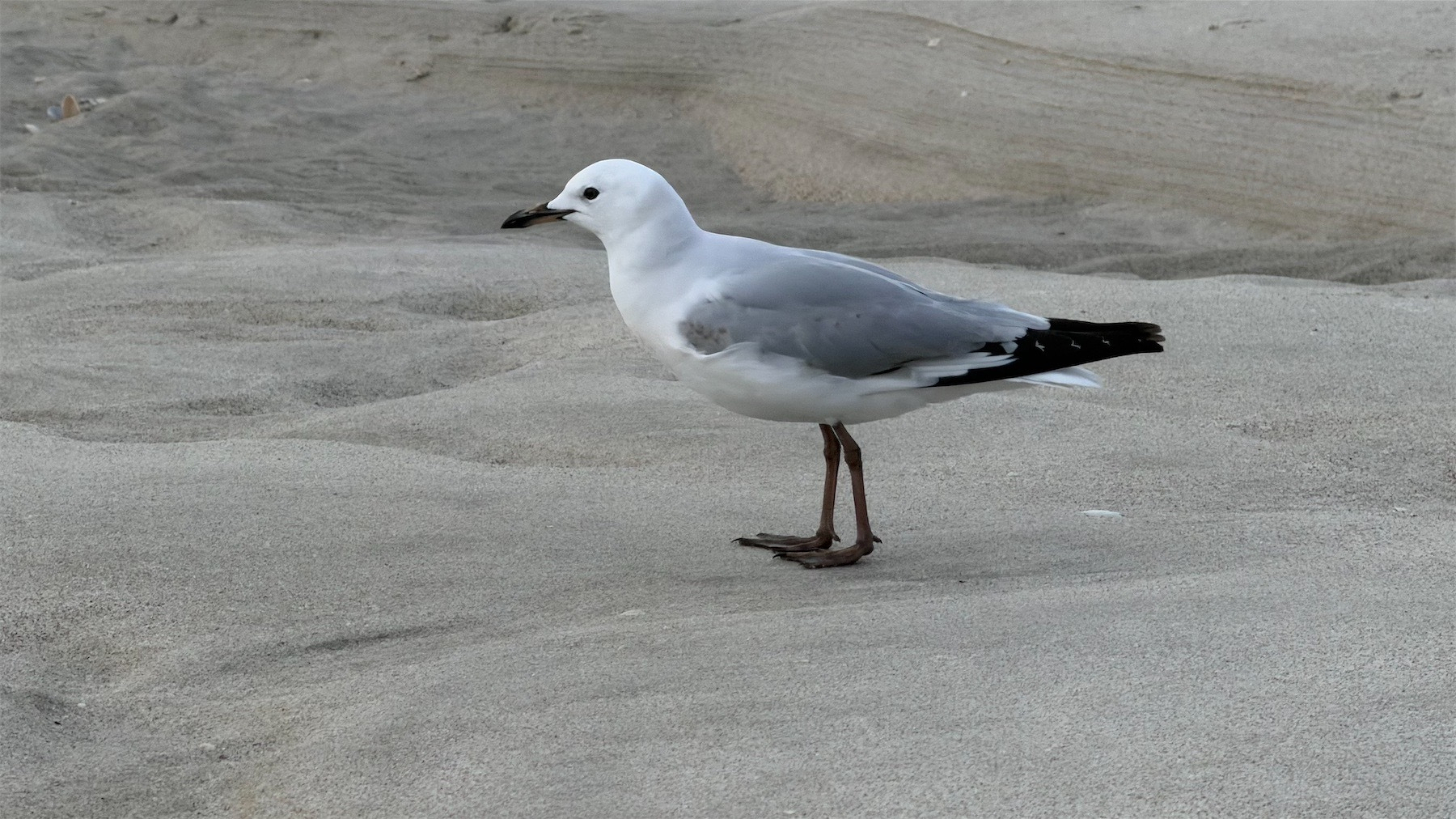 Side view of a gull about to take off.
