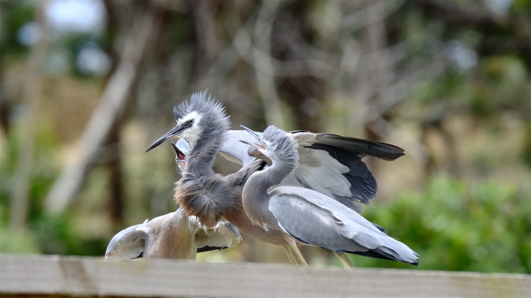 Adult herone besieged by two grown chicks.