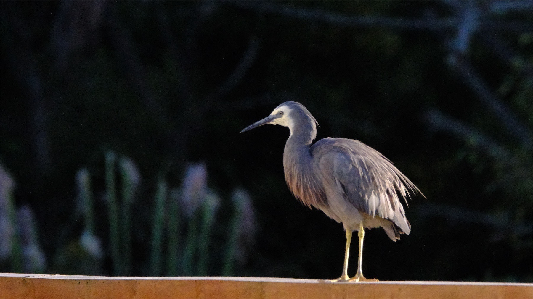 White-faced heron on a fence.