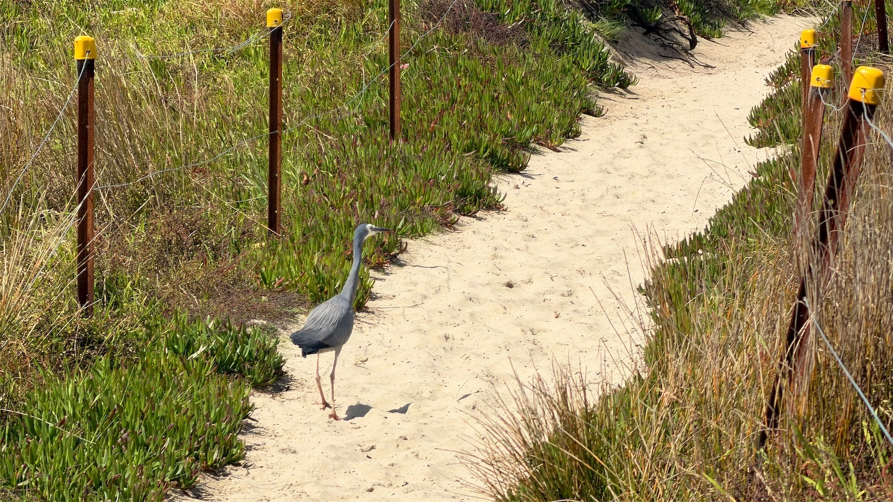 A white-faced heron walks along a sandy track ahead of me. 