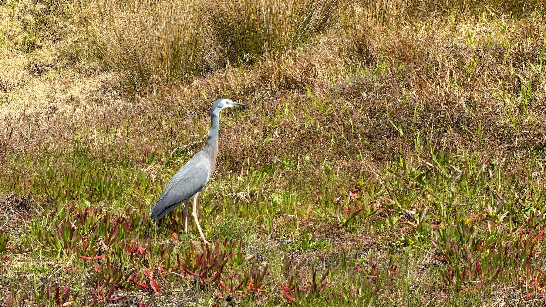 A white-faced heron stands on beach grasses in the dunes. 
