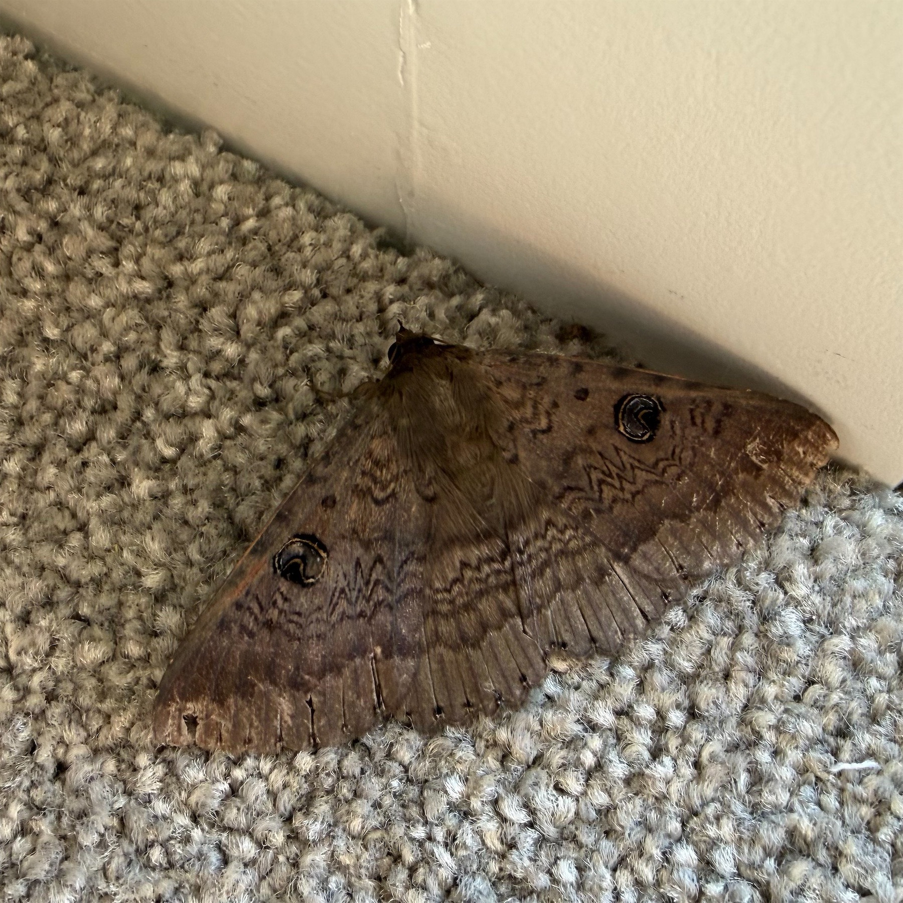 Northern Old Lady Moth. 