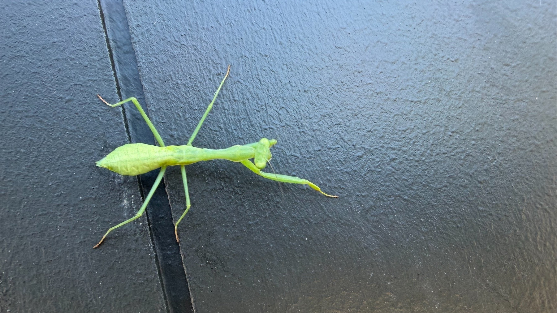 Green praying mantis on a dark wall.