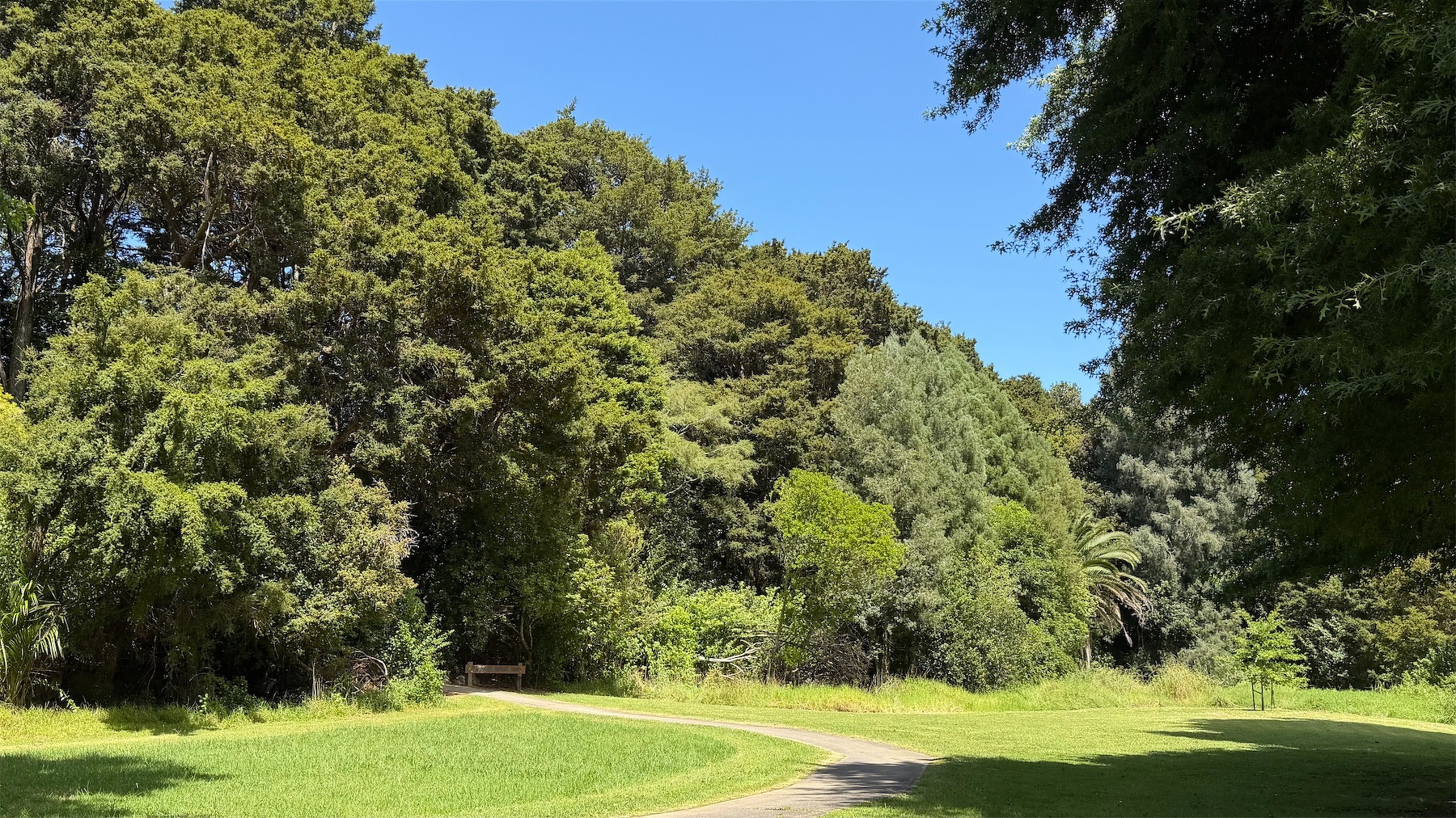 A winding path cuts through a lush, green park surrounded by tall trees under a clear blue sky.