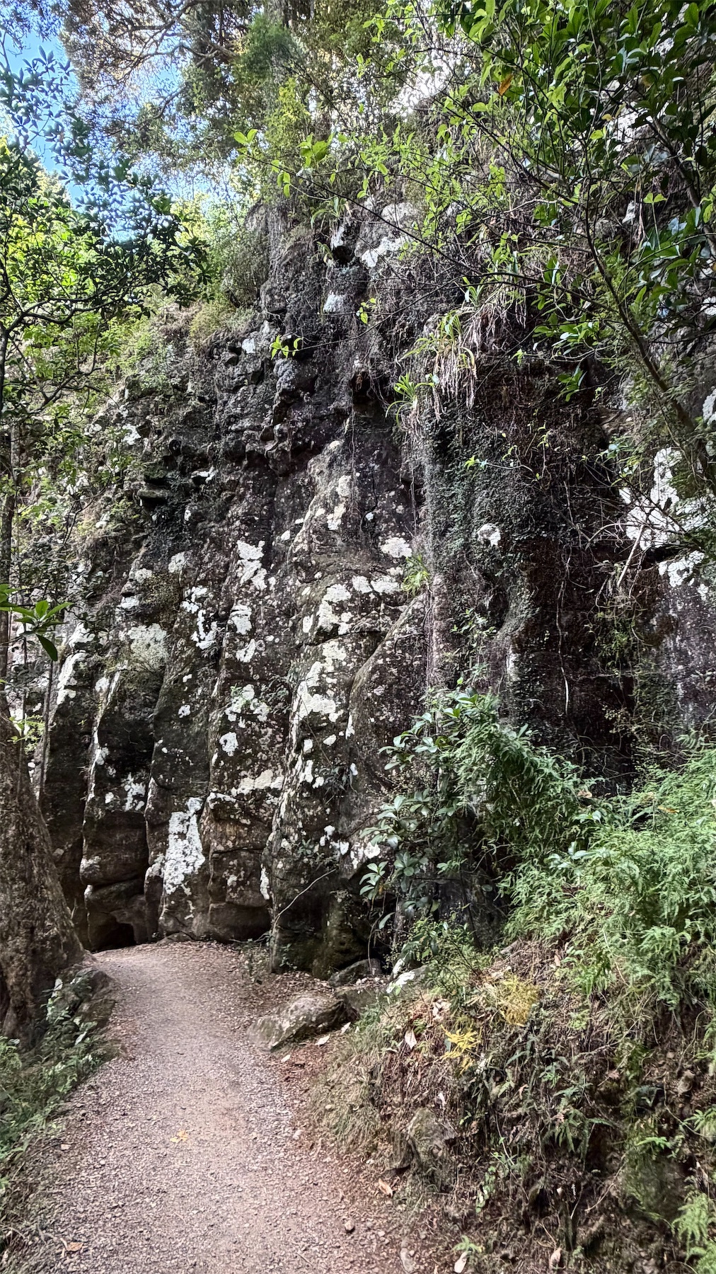 A dirt path winds through a lush, forested area with a large, rocky cliff on one side covered in moss and small plants.
