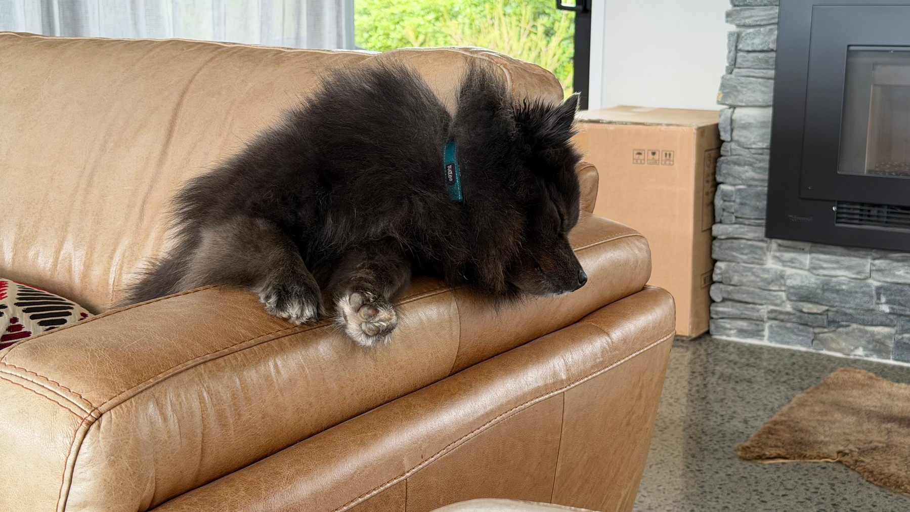 A fluffy black dog is sleeping on the back of a leather couch in a cozy living room setting.