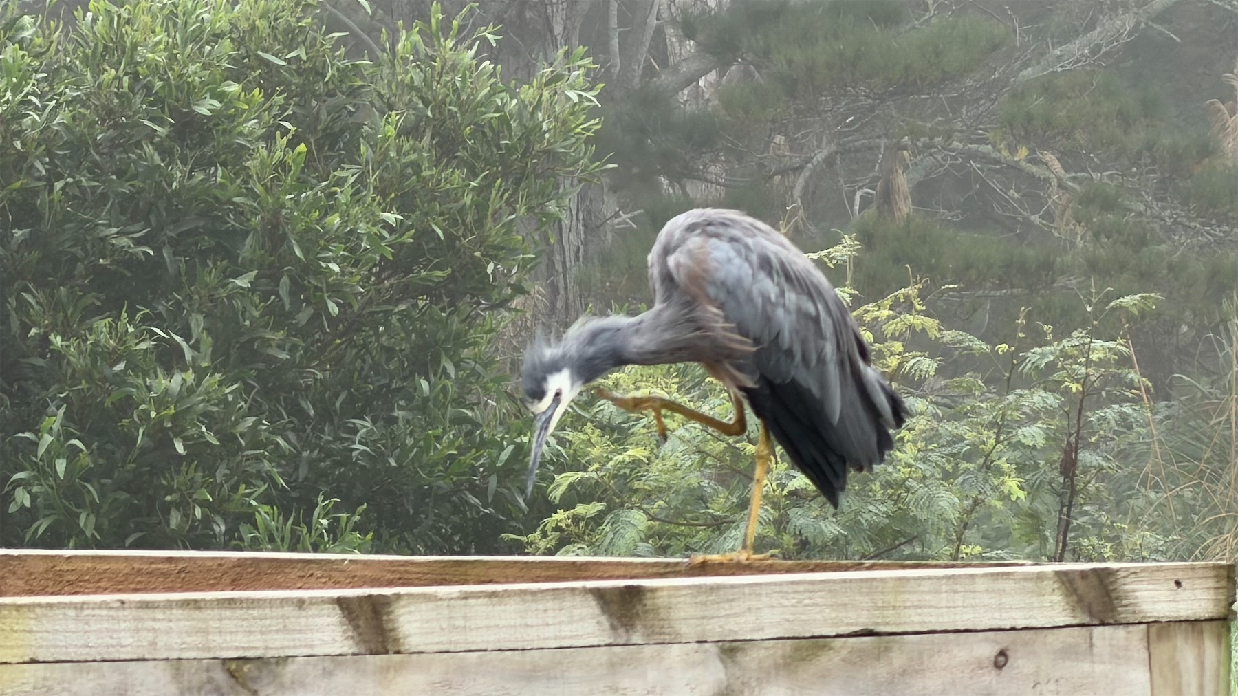 A bird stands on a wooden fence, scratching its chin with its raised leg in a misty, forested background.