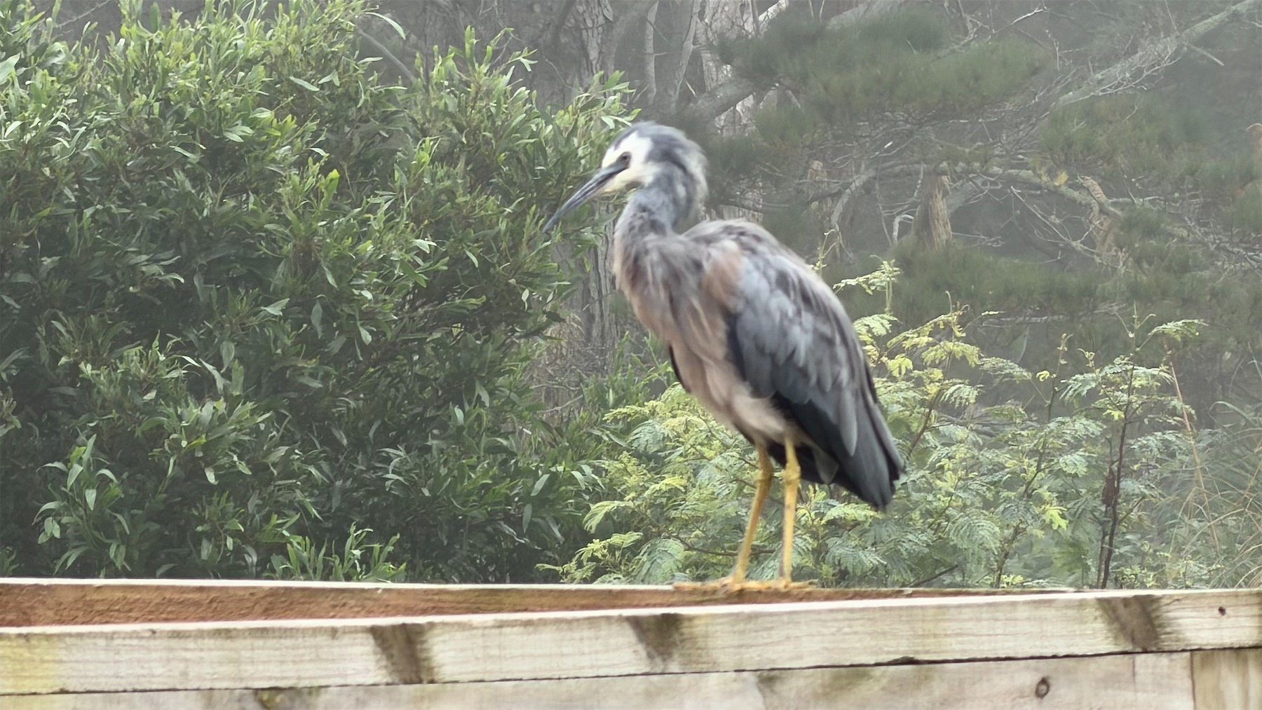 A heron is perched on a wooden fence surrounded by lush greenery.