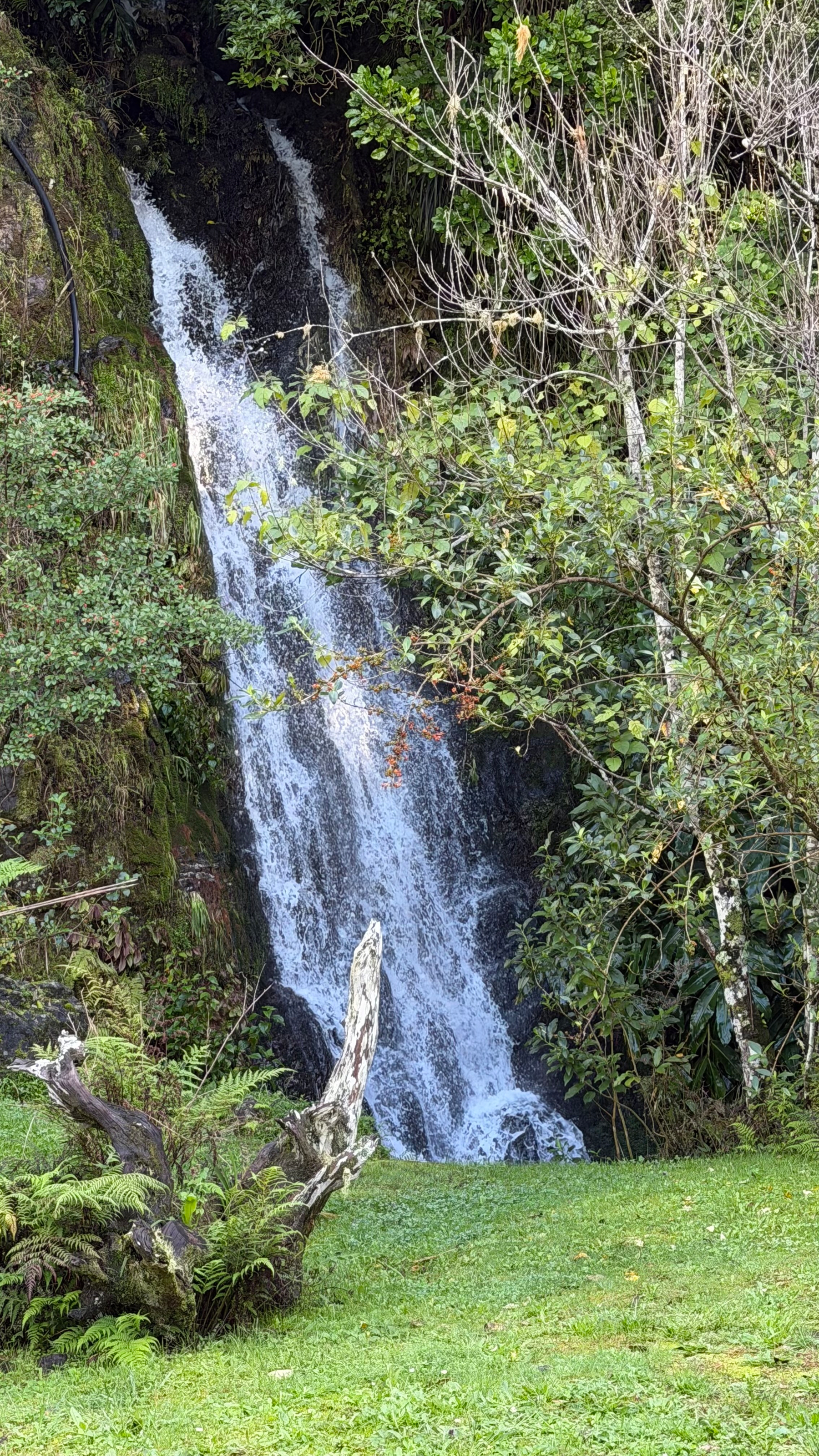 A small waterfall cascades down a rocky hillside surrounded by lush green vegetation and trees.