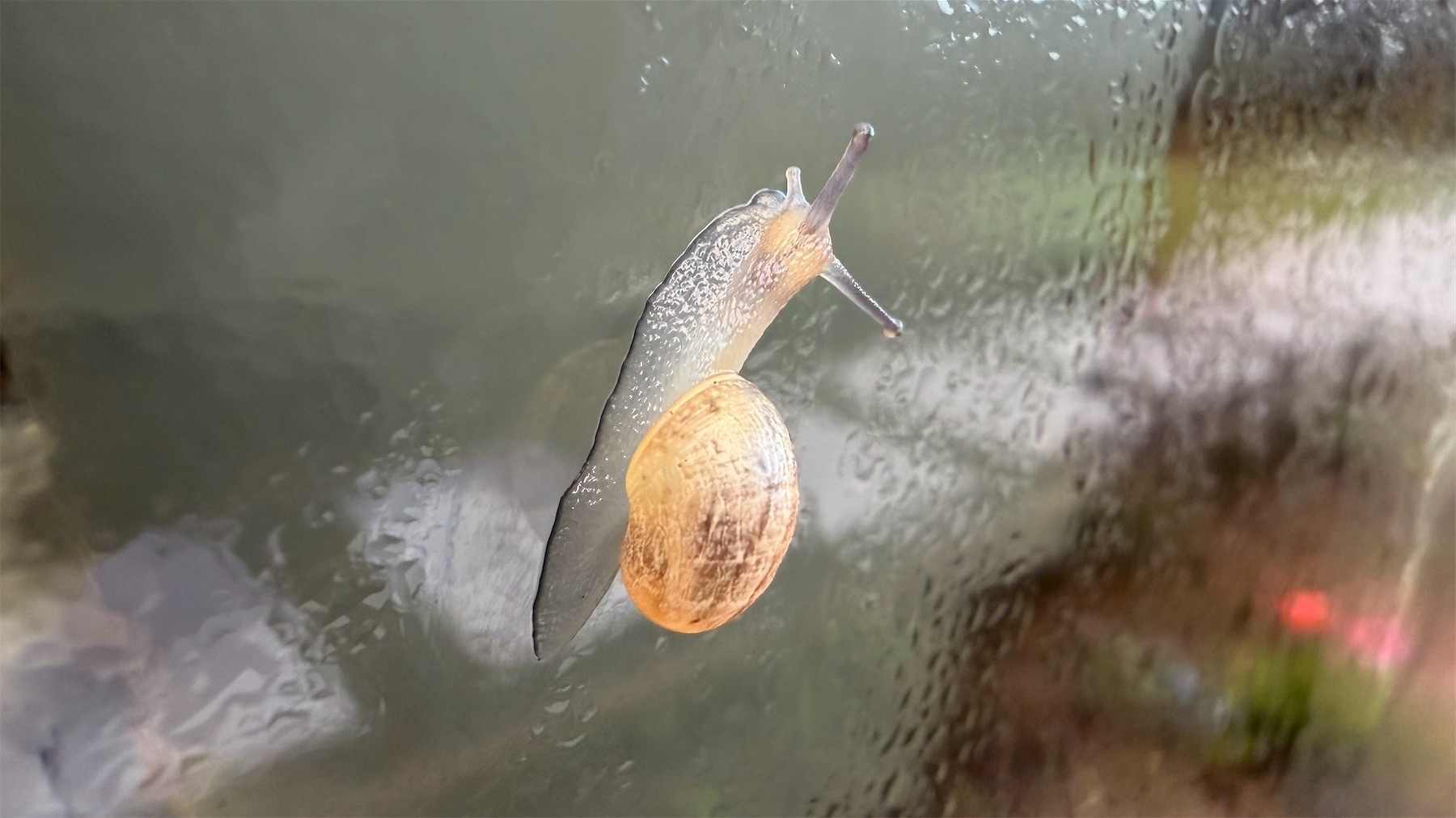 Junior snail going up a wet window.