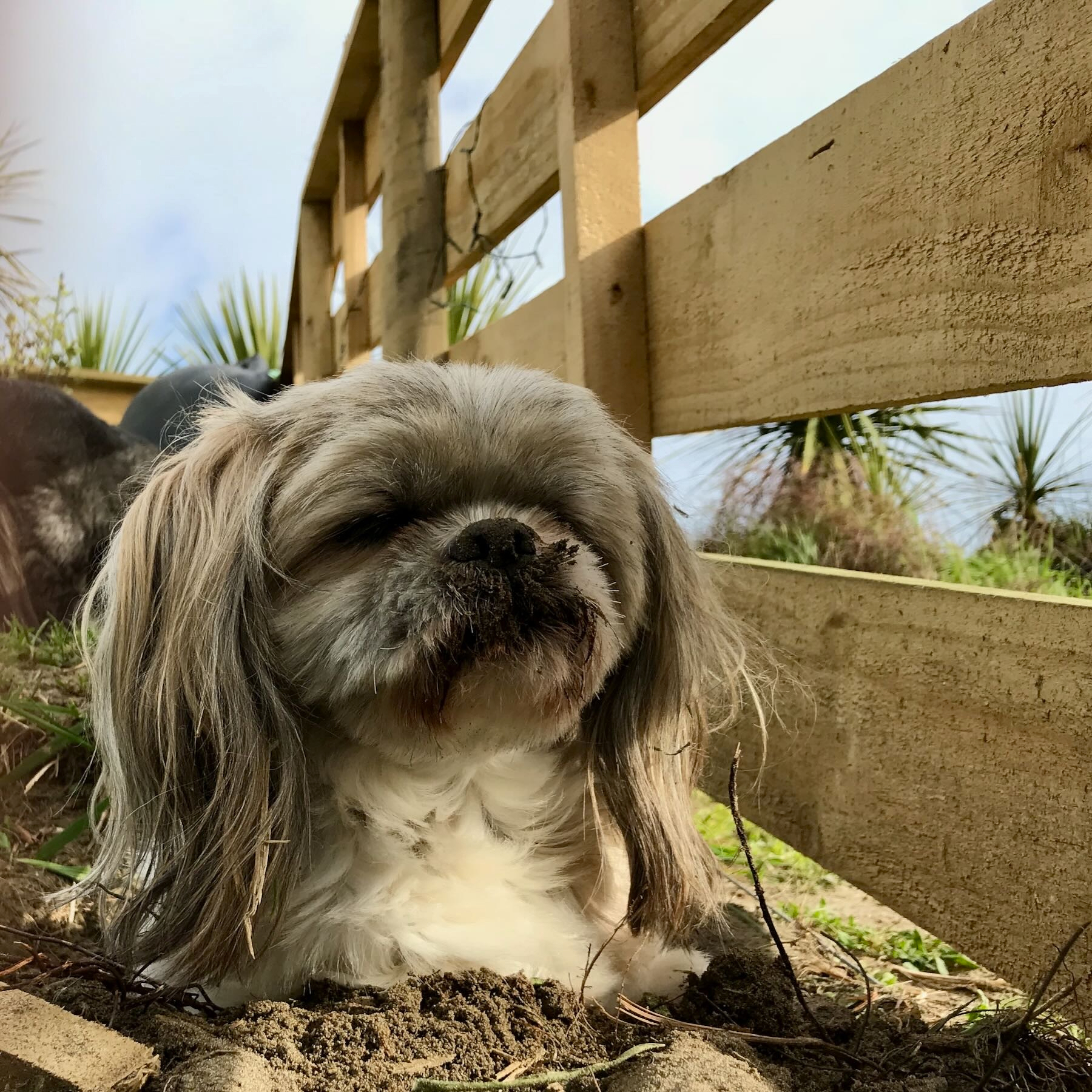 Legless dog — Oshi.
