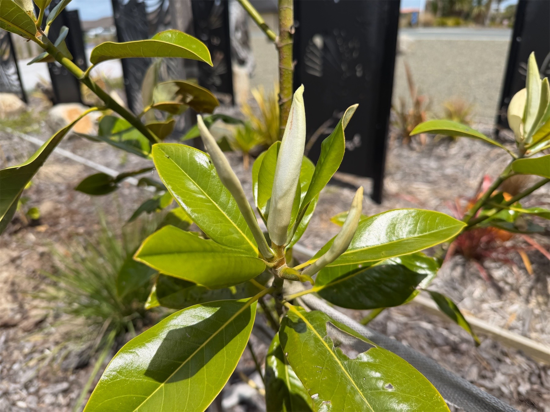 Magnolia buds.