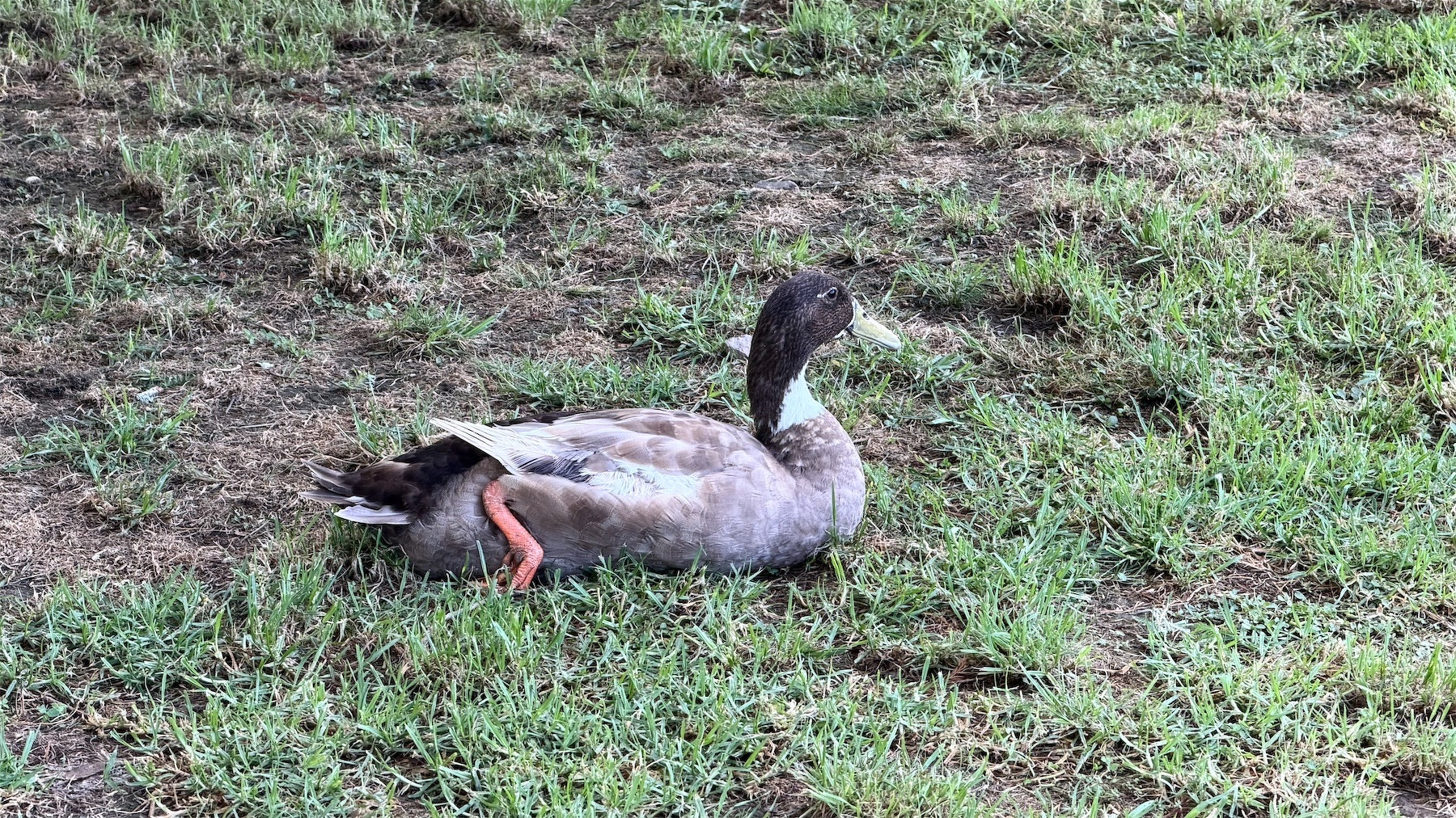 A duck with pale body, speckles, white neck and black head, sitting on grass. 