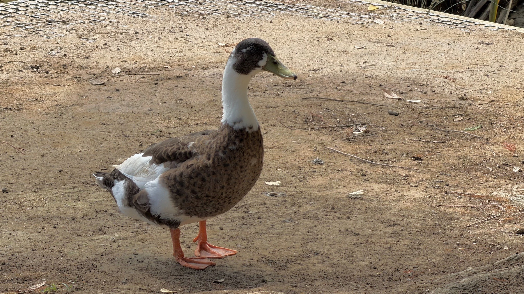 A duck standing on bare soil. It has a green bill, black head, white neck, speckled brown chest and white and brown rear. 