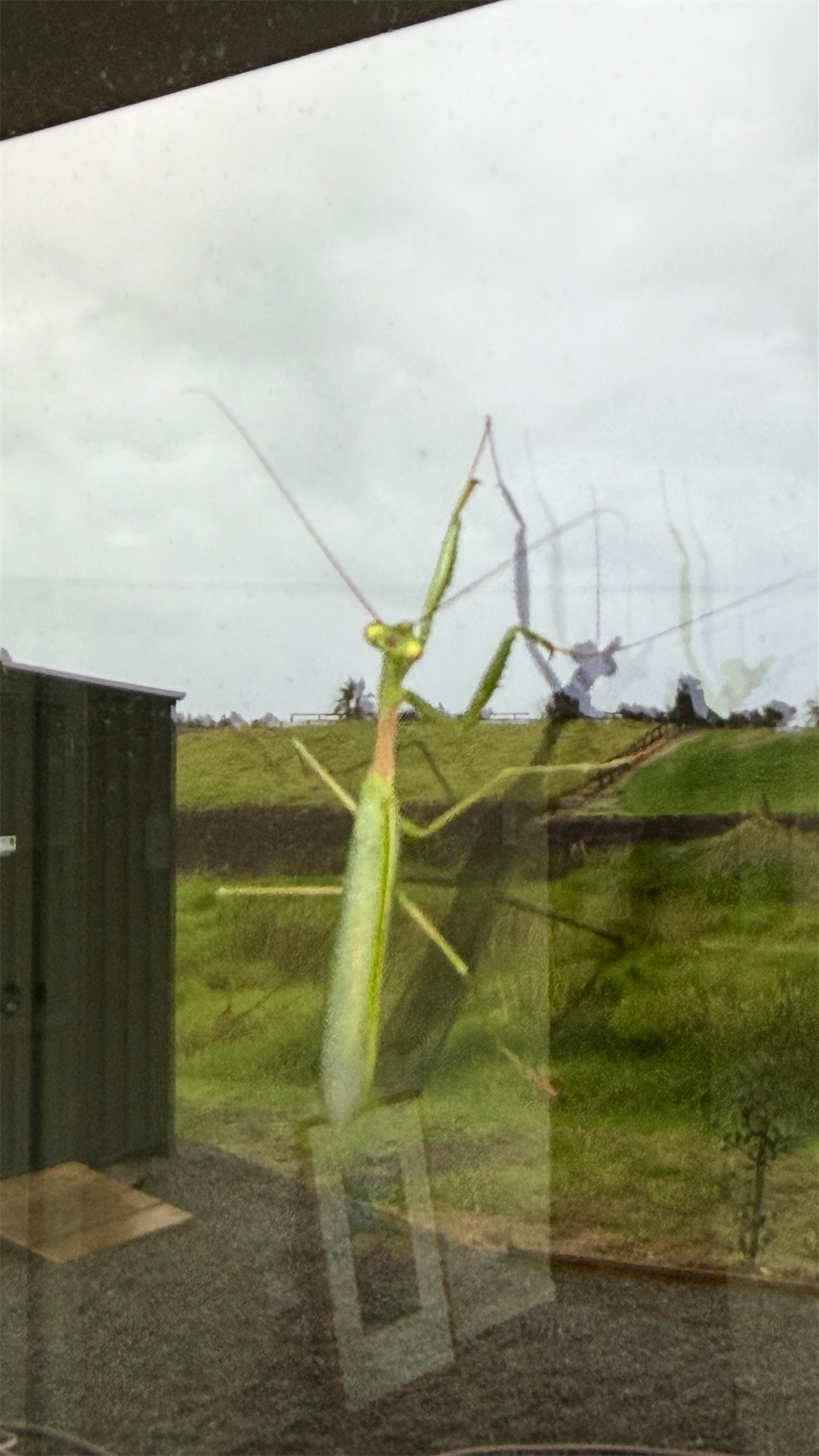 Praying Mantis on a window with other reflections. 