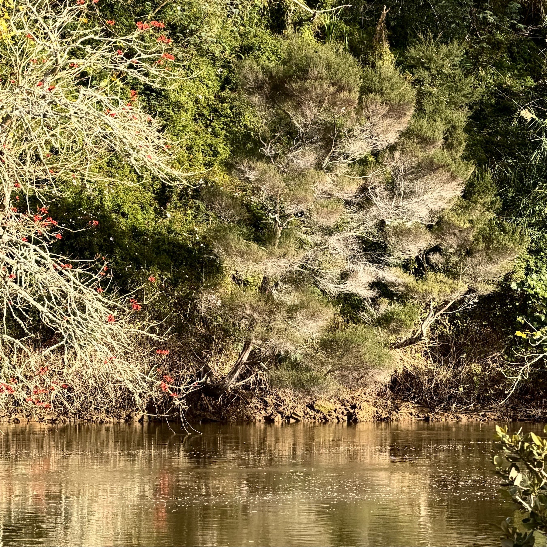 Manuka bush with greenery and dead brown areas, as is normal. 